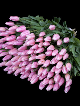 TULIP (50 PINK TULIPS)