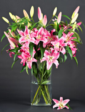 LILY FLOWER PINK