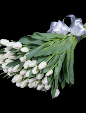 TULIP(50 WHITE TUPLIS)