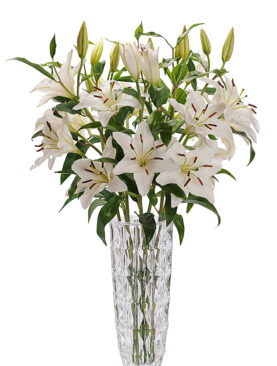 LILY FLOWER (WHITE LILLY 10)