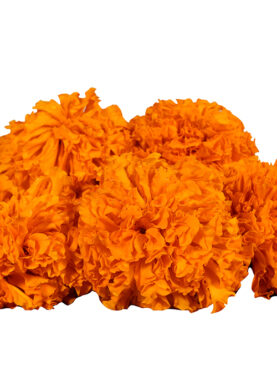 Marigold Orange Flowers250 gram